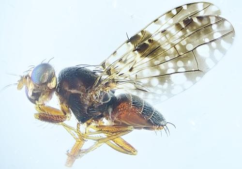 Réf. 317 763 : Tephritis vespertina